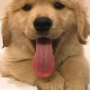 Meet your Posher, Nat